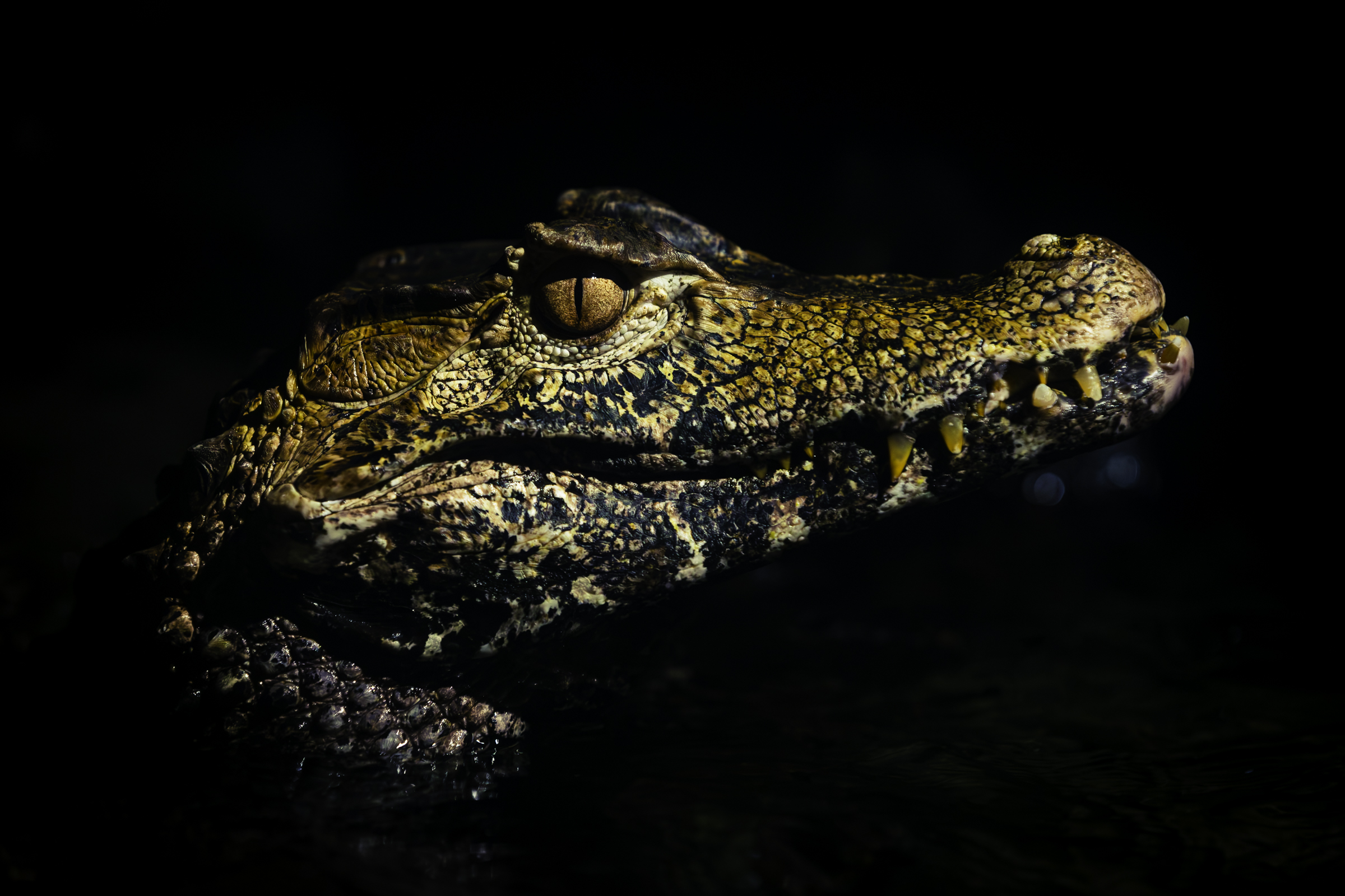 A juvenile alligator looking toward the camera